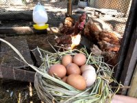 quả trứng con gà du lịch nông nghiệp.jpg